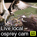 Ospreys at Memorial Field, Sandpoint